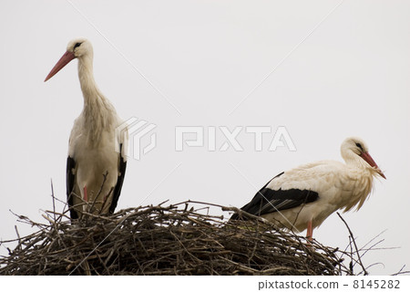couple storks 8145282