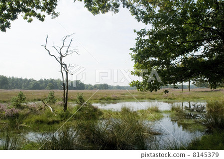 Heather landscape 8145379