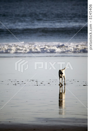 tramping dog 8145406