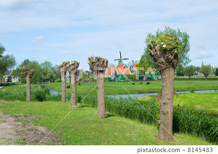Windmills at the Zaanse schans 8145483