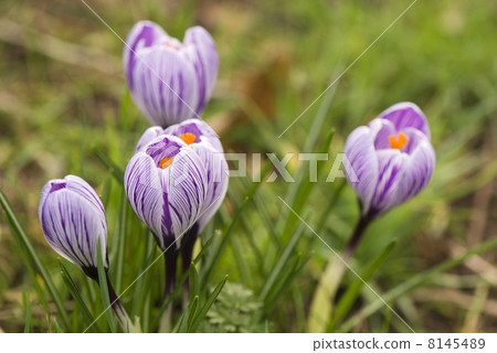 crocus with stripes crocus with stripes 8145489