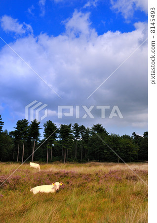 Grazing cows at the heather fields 8145493