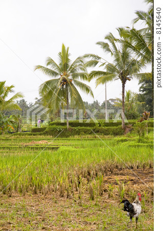 rice and palm trees 8145640