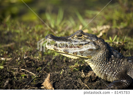 crocodile with open mouth 8145783