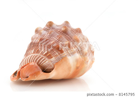 sea shell 8145795
