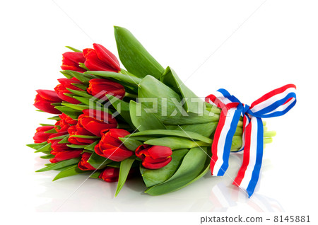 Dutch tulips Dutch tulips 8145881