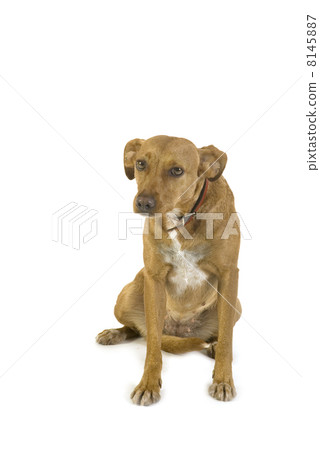 crossbreed dog 8145887