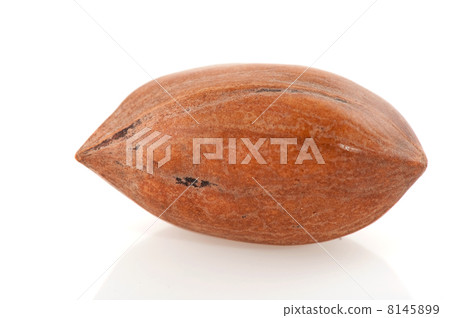 pecan nut 8145899