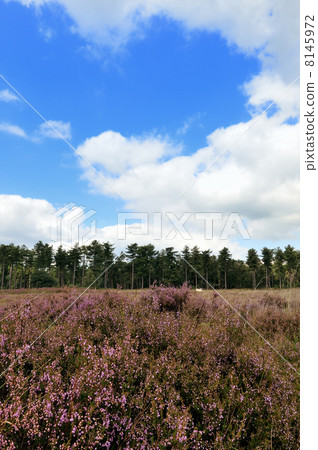 Heather landscape 8145972