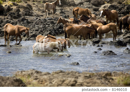 wild horses wild horses 8146010