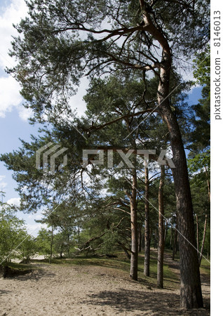 tree tree 8146013
