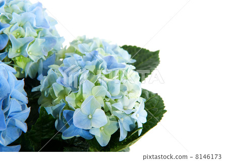 Blue Hydrangea 8146173
