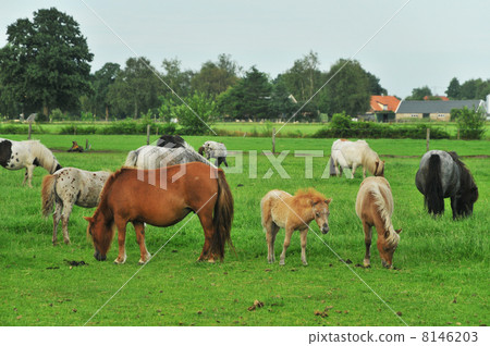 American mini horses 8146203