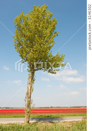 Dutch landscape in spring 8146302