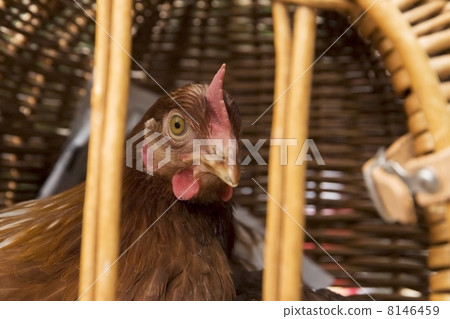 chicken transport chicken transport 8146459