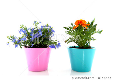 Blue Lobelia and orange Tagetes Blue Lobelia and orange Tagetes 8146463