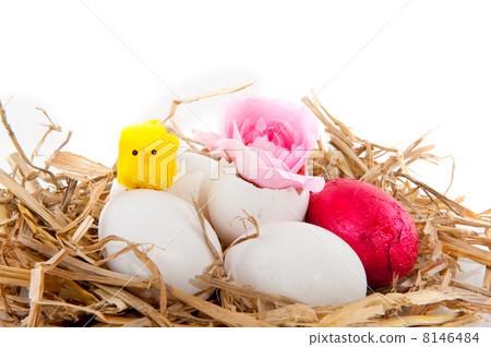 Bird nest Bird nest 8146484