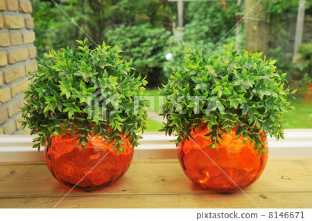 Decoration plants Decoration plants 8146671