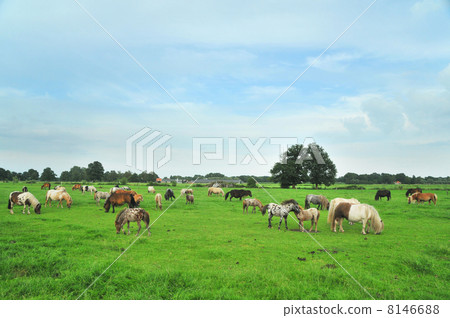 American mini horses American mini horses 8146688