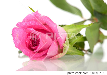 Pink rose 8146715