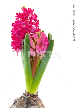 Pink Hyacinth 8146799