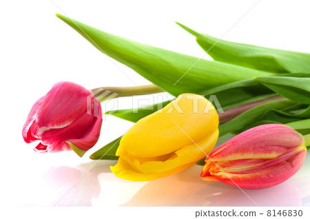 Three colors tulips Three colors tulips 8146830