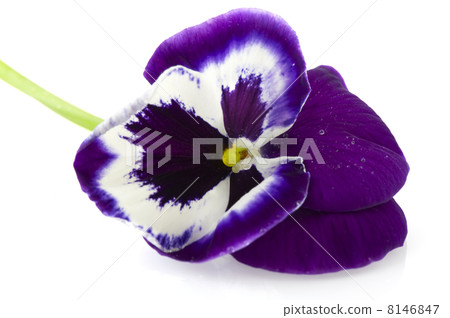 Blue Violet Pansy Blue Violet Pansy 8146847