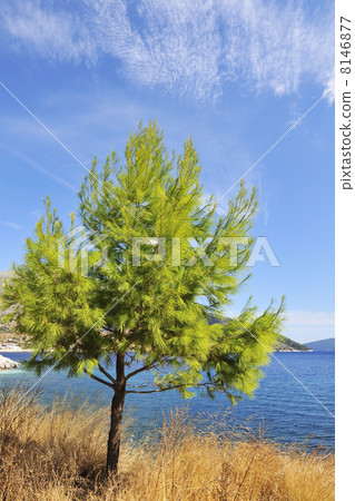 Tree 8146877