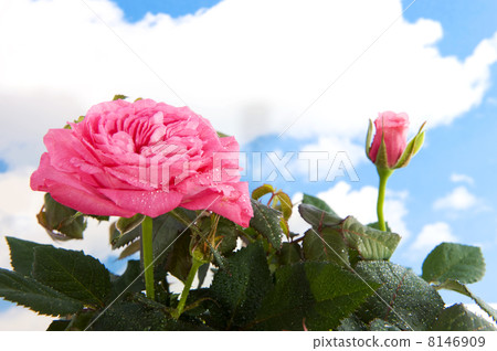 Pink rose bush Pink rose bush 8146909