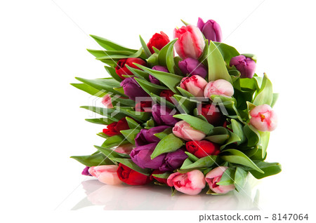 Colorful tulips 8147064