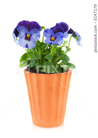 Violets for the garden 8147179