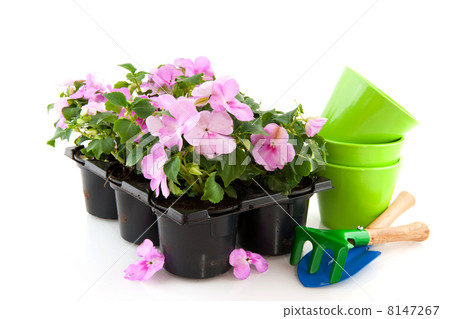 Busy Lizziy for garden Busy Lizziy for garden 8147267