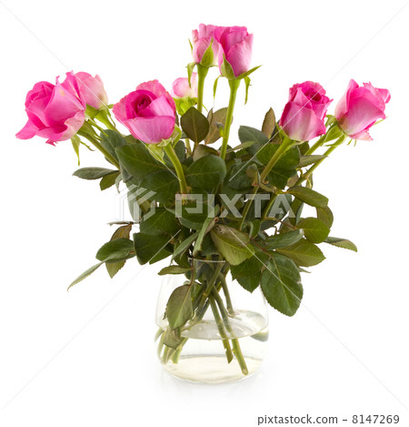 Pink roses 8147269