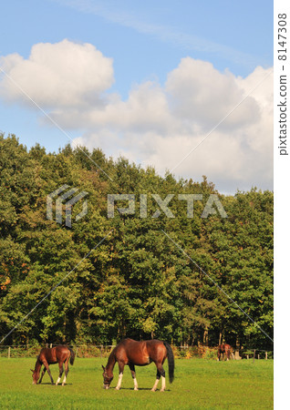 Landscape with horses Landscape with horses 8147308