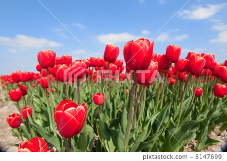 tulip bulb fields in holland 8147699