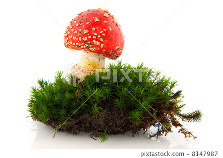 toadstool in green moss 8147987