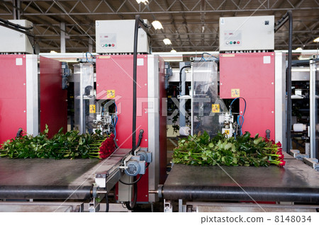 Flower industry 8148034