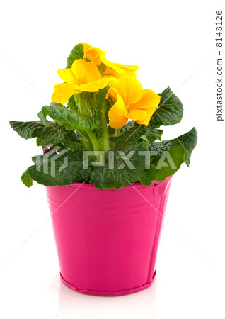 Yellow Primula 8148126
