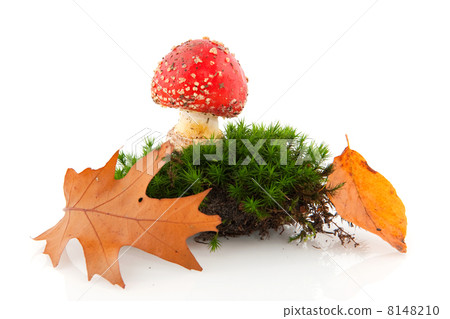 autumn autumn 8148210