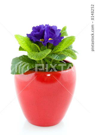 Blue Primula Blue Primula 8148252