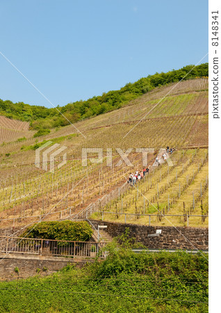 Walking near the Moselle 8148341