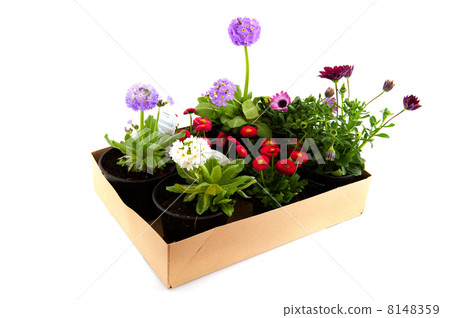 Carton box with garden plants Carton box with garden plants 8148359