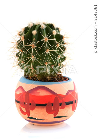 Prickly cactus Prickly cactus 8148361