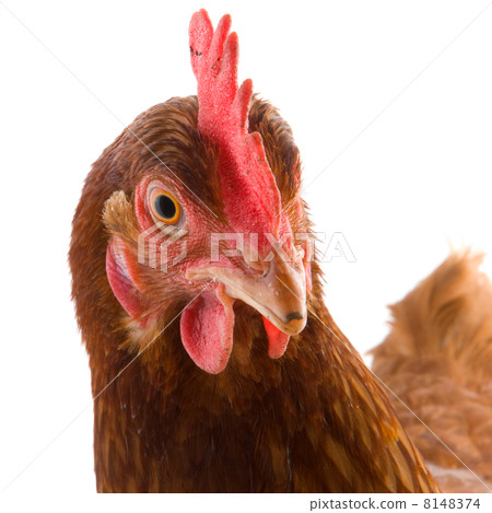 chicken portrait 8148374