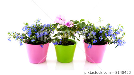 Flowers for the garden 8148433