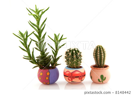 Prickly cactuses and succulent Prickly cactuses and succulent 8148442