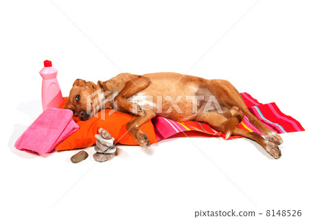 Relaxing dog 8148526
