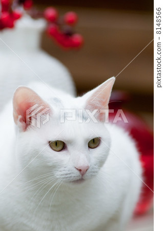White cat 8148566