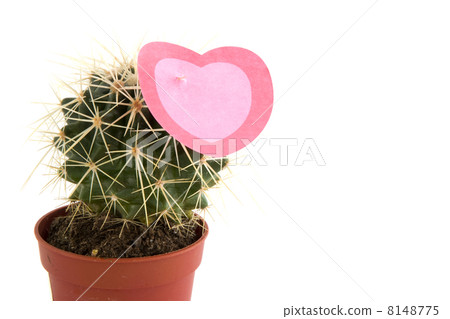 Prickly love 8148775