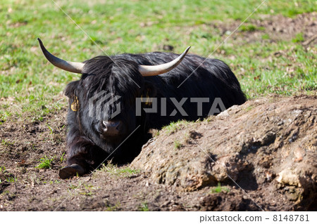 Black highlander cow 8148781